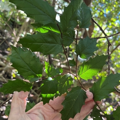 Aphananthe philippinensis (rough-leaved elm, native elm, axe-handle wood) at Mount George, NSW - 24 May 2025 by JenniferS