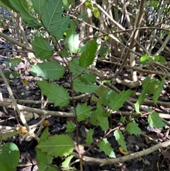 Aphananthe philippinensis at Mount George, NSW - suppressed
