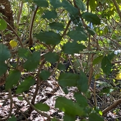 Aphananthe philippinensis at Mount George, NSW - suppressed
