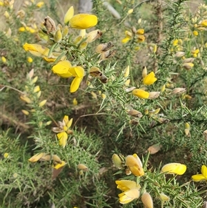 Ulex europaeus at Penrose, NSW - 24 May 2025 10:33 AM
