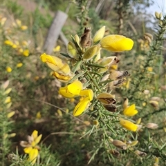 Ulex europaeus at Penrose, NSW - Yesterday 10:33 AM