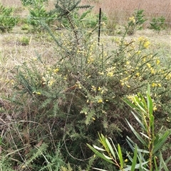 Ulex europaeus at Penrose, NSW - 24 May 2025 10:33 AM