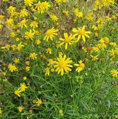 Senecio madagascariensis at Penrose, NSW - Today by Aussiegall