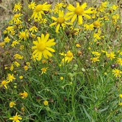Senecio madagascariensis at Penrose, NSW - 24 May 2025 10:34 AM