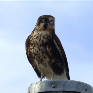 Falco berigora at Mount Stuart, TAS - 5 May 2023 11:01 AM