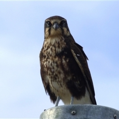 Falco berigora at Mount Stuart, TAS - 5 May 2023 11:01 AM