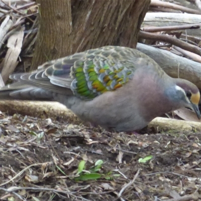 Phaps chalcoptera (Common Bronzewing) at Mount Stuart, TAS - 18 Aug 2023 by VanessaC