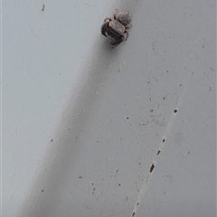 Simaethula sp. (genus) at Poowong North, VIC - 26 Apr 2025 06:19 PM