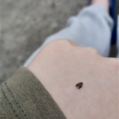 Simaethula sp. (genus) at Poowong North, VIC - 26 Apr 2025 06:19 PM