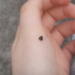 Simaethula sp. (genus) at Poowong North, VIC - 26 Apr 2025 06:19 PM