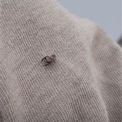 Simaethula sp. (genus) at Poowong North, VIC - 26 Apr 2025 06:19 PM