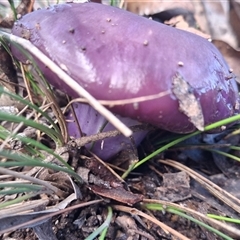 Unverified Fungus by Dron