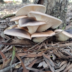 Unverified Fungus by Dron