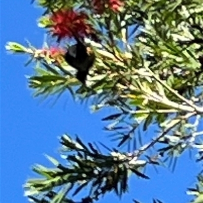 Acanthorhynchus tenuirostris (Eastern Spinebill) at Mount George, NSW - 24 May 2025 by JenniferS