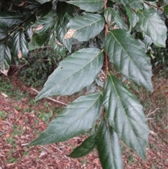Aphananthe philippinensis at Rossville, QLD - 9 Jul 2023 04:12 PM