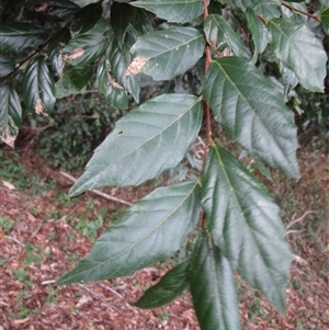 Aphananthe philippinensis at Rossville, QLD - 9 Jul 2023 04:12 PM