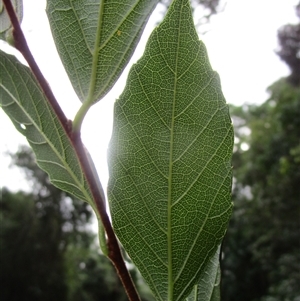 Aphananthe philippinensis at Rossville, QLD - 9 Jul 2023 04:12 PM