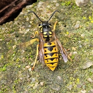 Vespula germanica (German Yellowjacket Wasp (also known as European Wasp)) at Braidwood, NSW - Today by MatthewFrawley