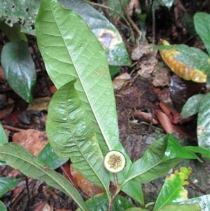 Eupomatia barbata (small bolwarra) at Syndicate, QLD - 11 Nov 2015 by JasonPStewartNMsnc2016