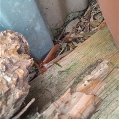 Opodiphthera helena at Poowong North, VIC - 24 Sep 2024 01:36 PM