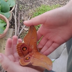 Opodiphthera helena at Poowong North, VIC - 24 Sep 2024 01:36 PM