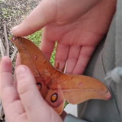 Opodiphthera helena at Poowong North, VIC - 24 Sep 2024 01:36 PM