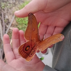 Opodiphthera helena at Poowong North, VIC - 24 Sep 2024 01:36 PM
