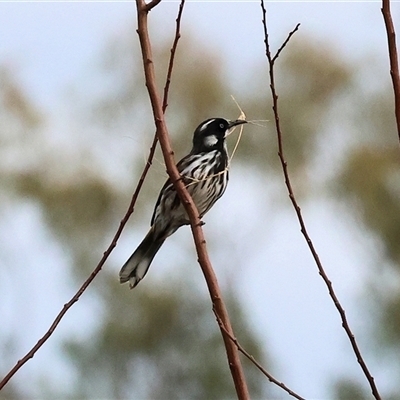 Phylidonyris novaehollandiae at Killara, VIC - 24 May 2025 by KylieWaldon