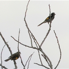 Phylidonyris novaehollandiae at Killara, VIC - 24 May 2025 10:03 AM