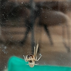 Maratus griseus at Poowong North, VIC - 26 Apr 2025 12:47 PM