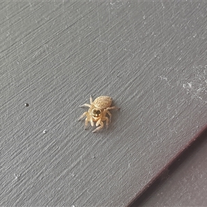 Maratus griseus at Poowong North, VIC - 26 Apr 2025 12:47 PM