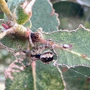 Australomisidia sp. (genus) at Aranda, ACT - Yesterday by KMcCue