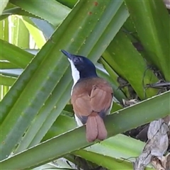 Myiagra alecto (Shining Flycatcher) at Nitmiluk, NT - 15 May 2025 by HelenCross