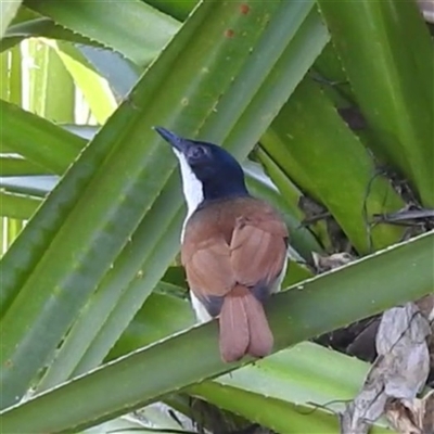 Myiagra alecto (Shining Flycatcher) at Nitmiluk, NT - 15 May 2025 by HelenCross