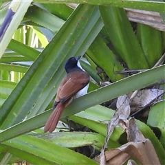 Myiagra alecto at Nitmiluk, NT - 15 May 2025 03:27 PM