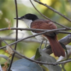 Myiagra alecto at Nitmiluk, NT - 15 May 2025 03:27 PM