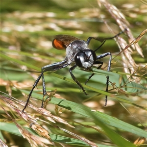 Unverified True fly (Diptera) at Bimberi, NSW - 1 Feb 2025 by WindyHen