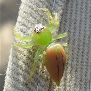 Mopsus mormon (Green Jumping Spider) at Nitmiluk, NT - 15 May 2025 by HelenCross