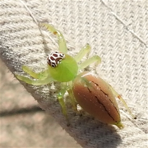 Mopsus mormon at Nitmiluk, NT - 15 May 2025 03:30 PM