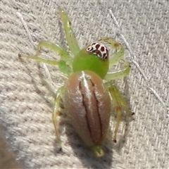 Mopsus mormon at Nitmiluk, NT - 15 May 2025 03:30 PM