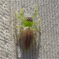 Mopsus mormon at Nitmiluk, NT - 15 May 2025 03:30 PM