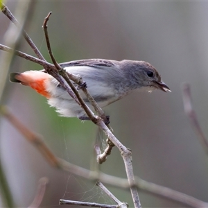 Dicaeum hirundinaceum at Bongaree, QLD - 19 May 2025 by jb2602