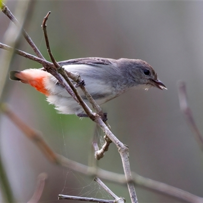Dicaeum hirundinaceum at Bongaree, QLD - 19 May 2025 by jb2602