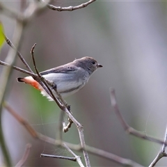 Dicaeum hirundinaceum at Bongaree, QLD - 19 May 2025 12:14 PM