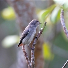 Dicaeum hirundinaceum at Bongaree, QLD - 19 May 2025 12:14 PM