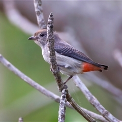 Dicaeum hirundinaceum at Bongaree, QLD - 19 May 2025 12:14 PM