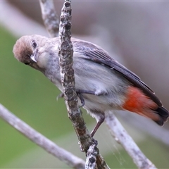 Dicaeum hirundinaceum at Bongaree, QLD - 19 May 2025 12:14 PM