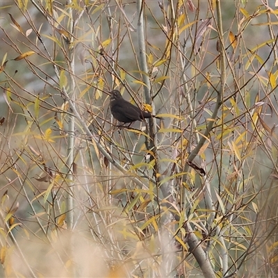 Turdus merula by KylieWaldon