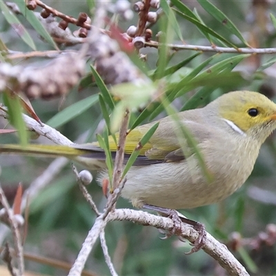 Ptilotula penicillata by KylieWaldon