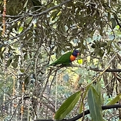 Trichoglossus moluccanus by JenniferS